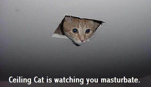 celingcat