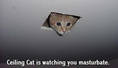 celingcat