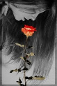 cherryrose