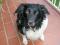 donato