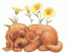 doudou12