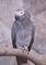 graybirdredfeather