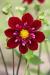 hervebonnefille69440