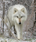 jaxx