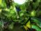 monigreen