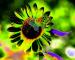 moonchild