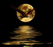 nighteagle