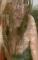 saite_psteele