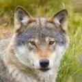 shieldofwolf