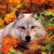 shieldofwolf