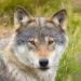 shieldofwolf