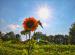 sunlover
