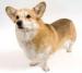 welshcorgi