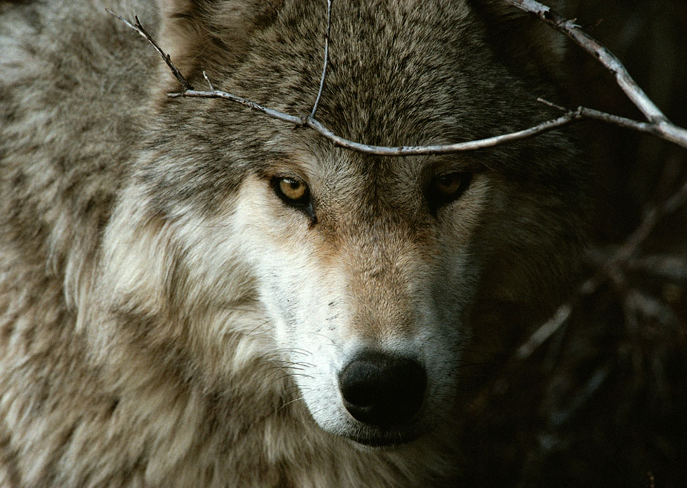 wolf_warriors_unite